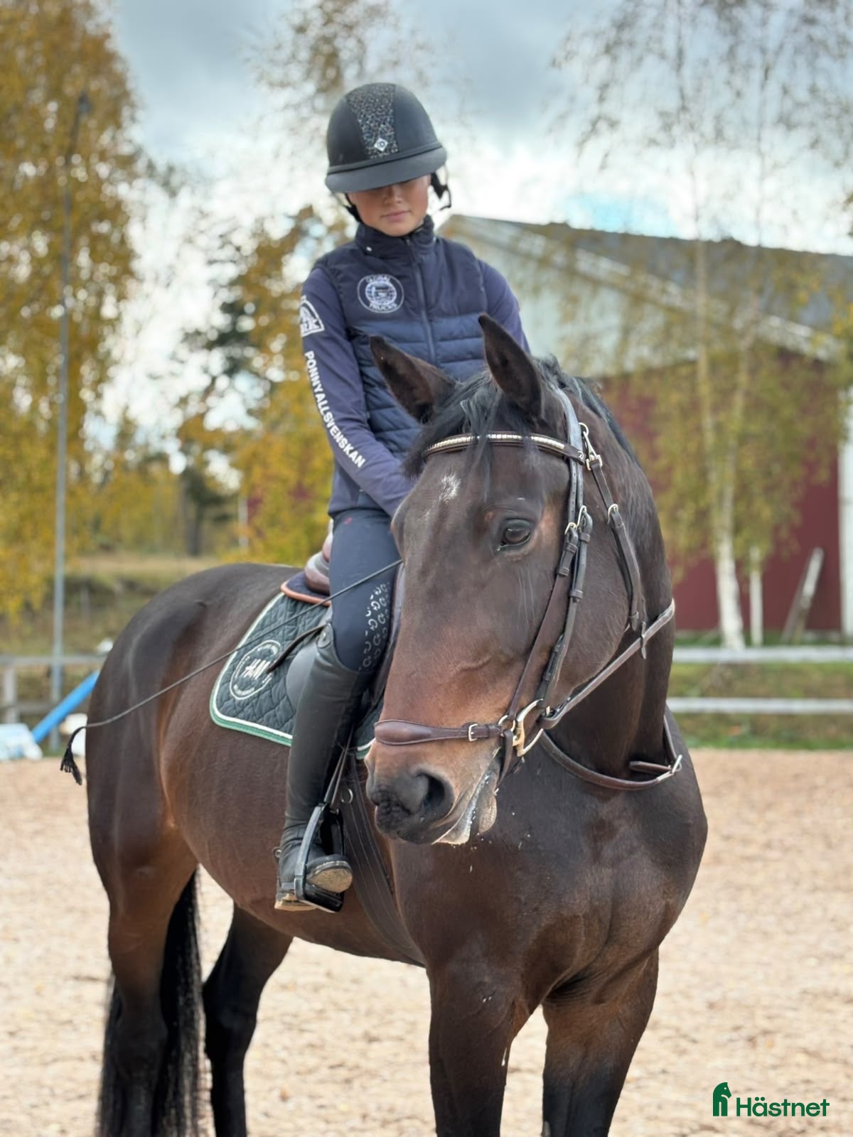  hästar till salu: 4-årigt sto e. Party Dance  - Annons 2