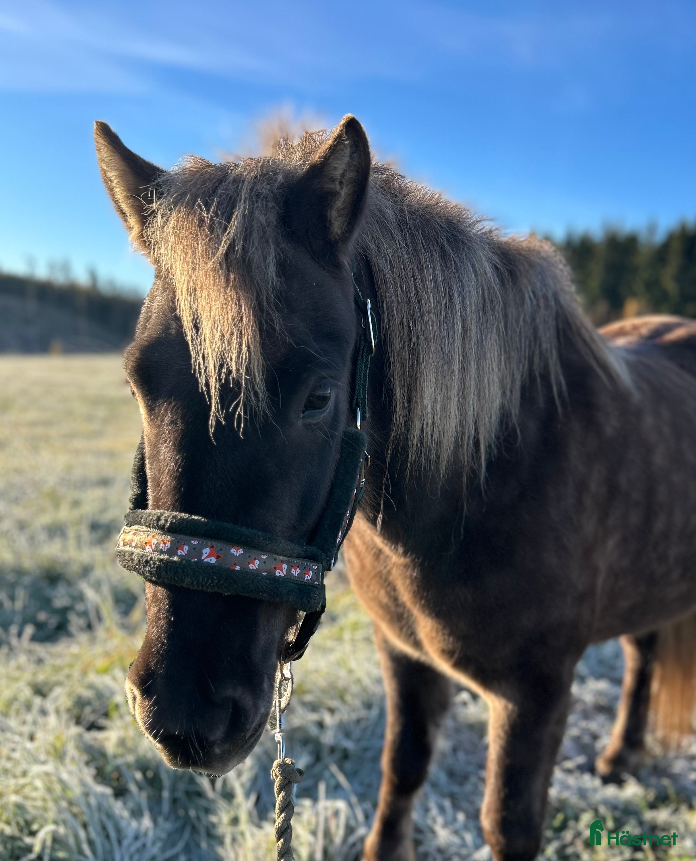  hästar Islandshäst för hobbyridning! i Hedemora - Annons 6