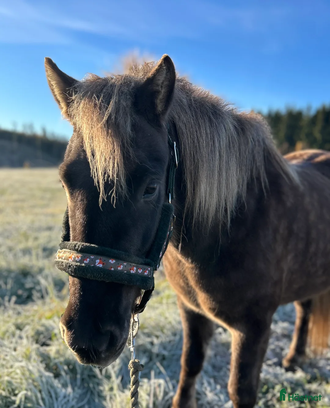 Island hästar sökes: Islandshäst för hobbyridning! i Hedemora - Annons 1