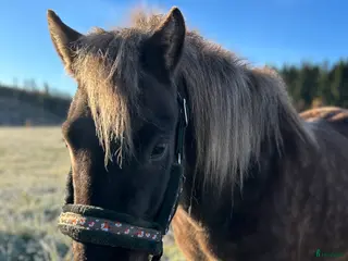 hästar Islandshäst för hobbyridning! i Hedemora - Annons 6