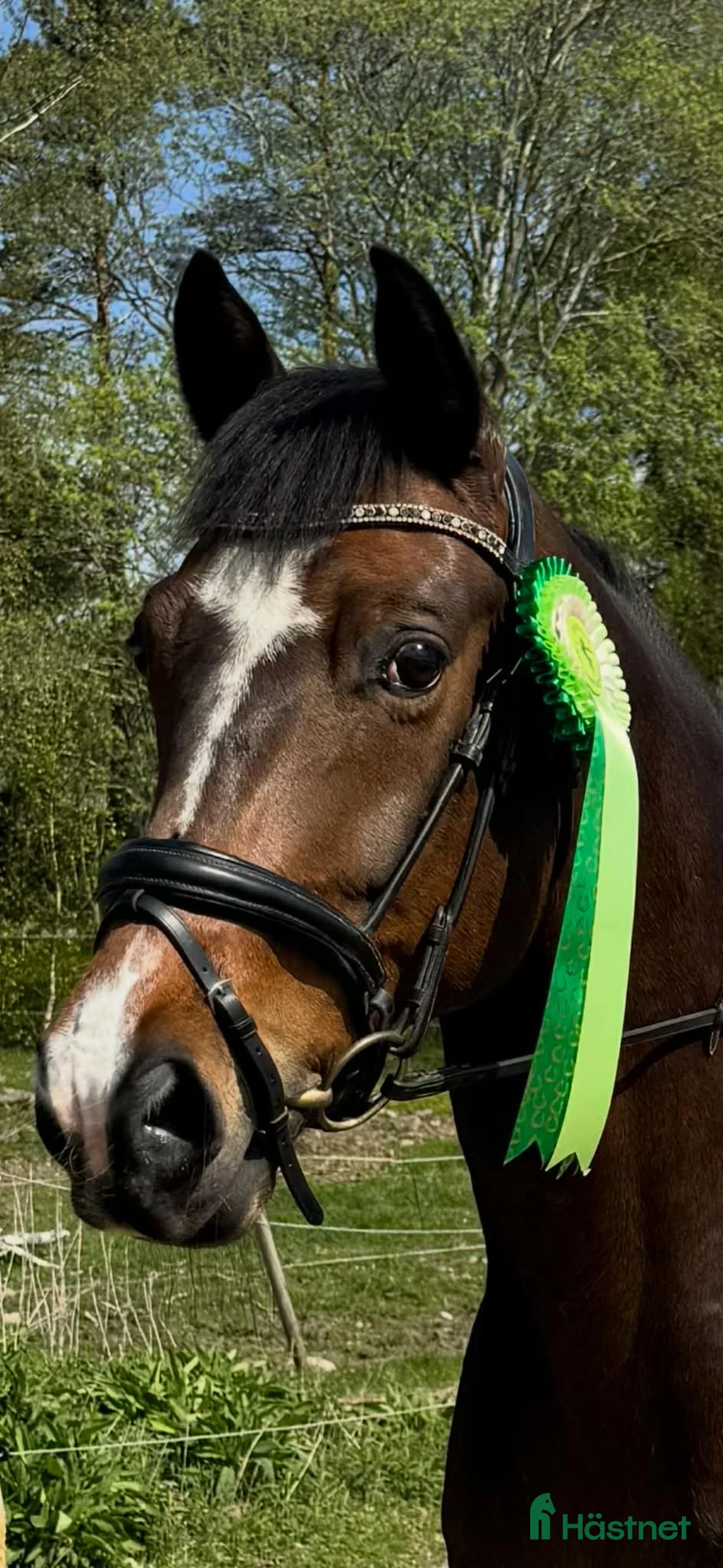 Allround hästar till salu: Trevlig allround valack  - Annons 1