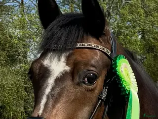 hästar Trevlig allround valack - Annons 17