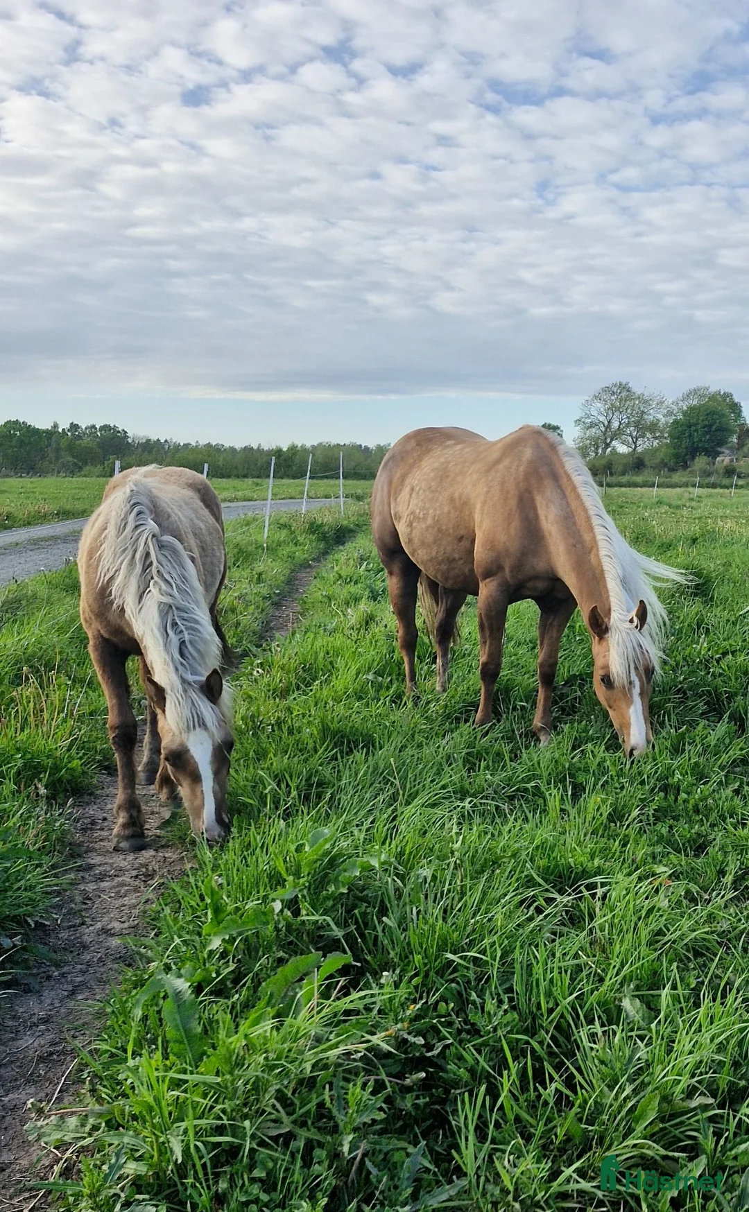 Allround hästar till salu: Vackert welsh cob sto - Annons 1