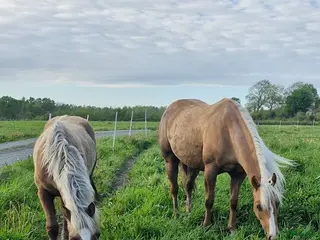 hästar Vackert welsh cob sto - Annons 4