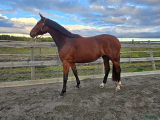 hästar Trevligt sto - Annons 18