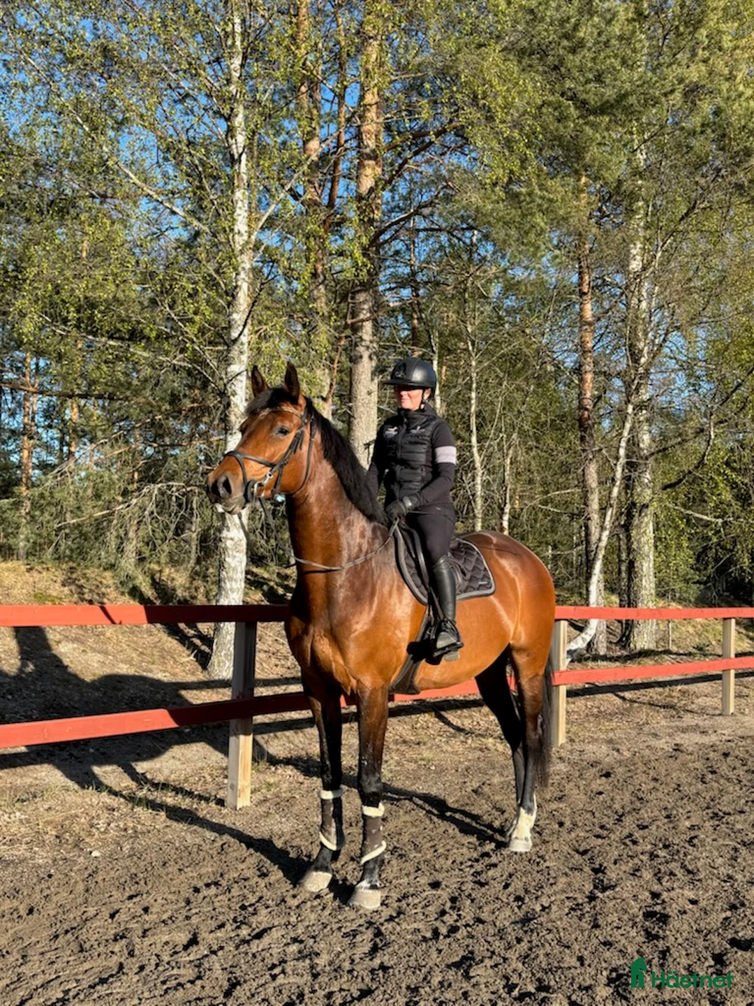Hoppning hästar till salu: Trevligt sto -22 e.Montevideo - Annons 1