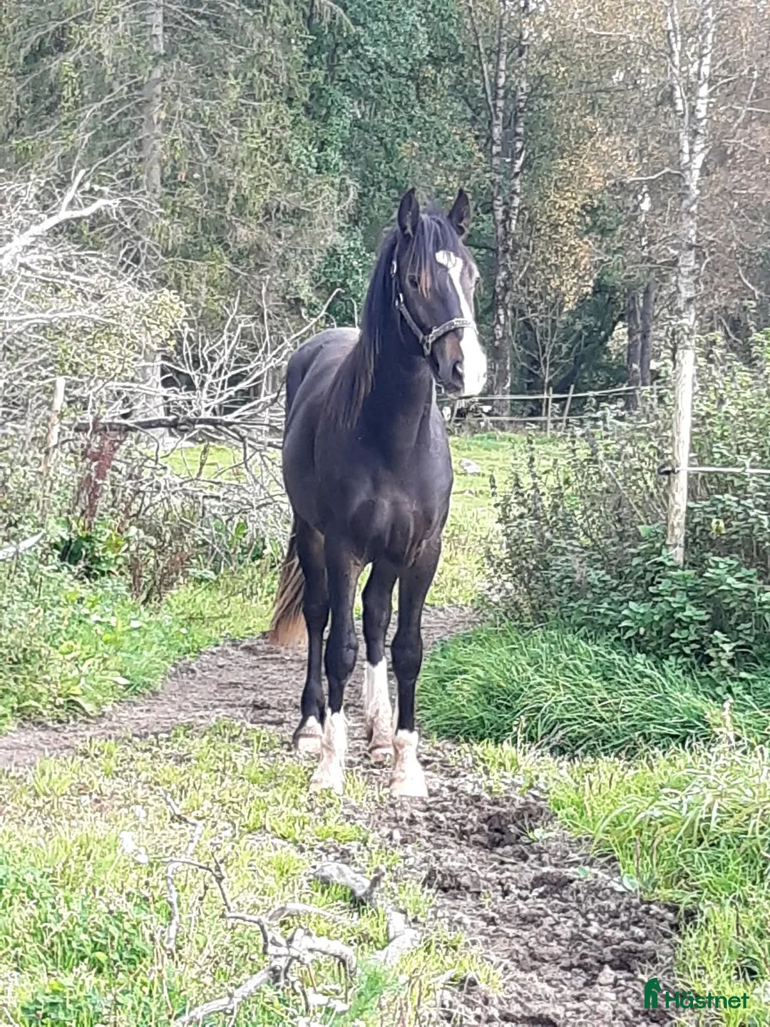 Allround hästar till salu: Vacker unghäst - Annons 4