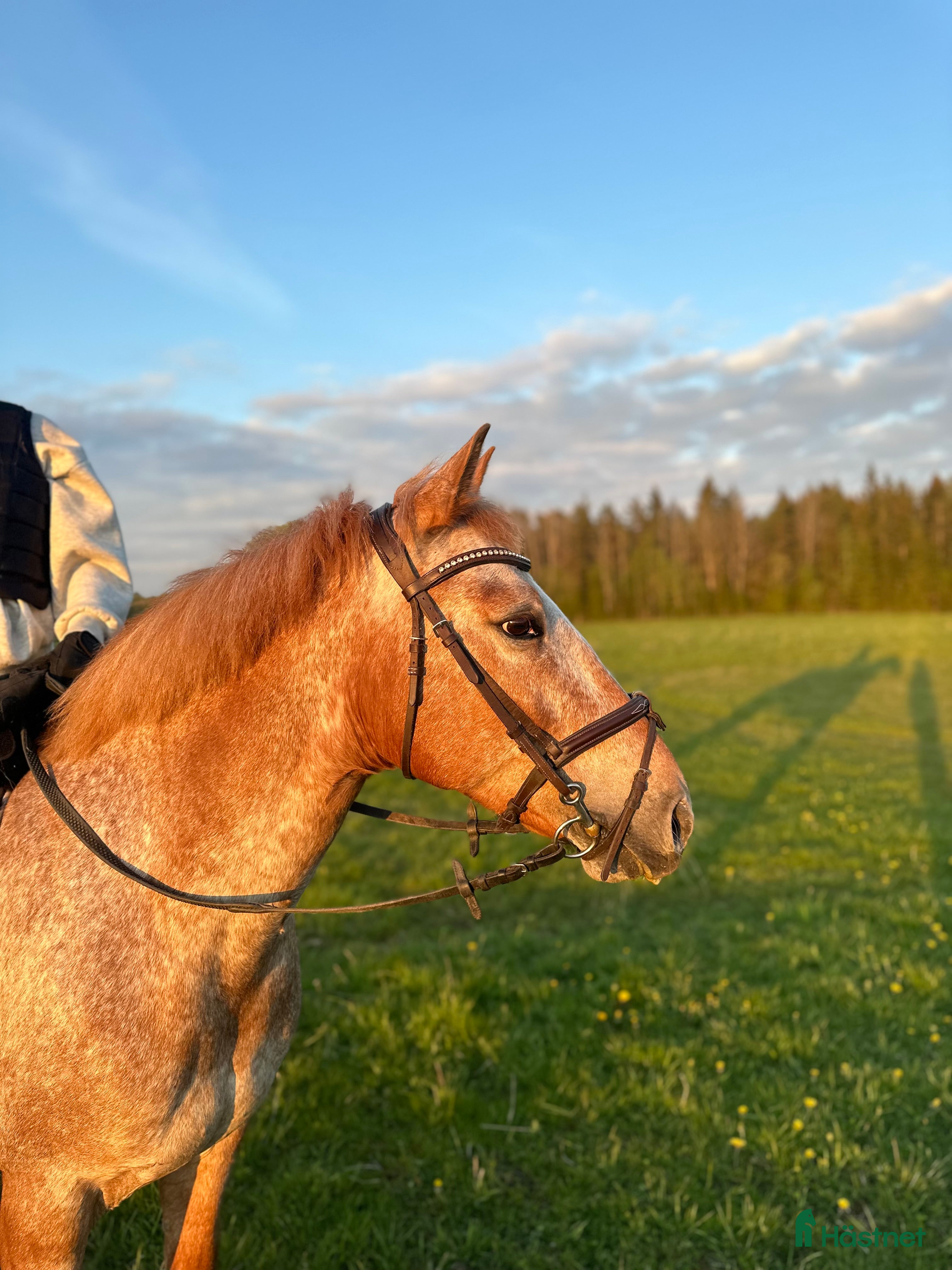  hästar Snäll och mysig ponny med power  i Åmål - Annons 6