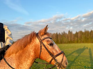 Hoppning hästar till salu: Snäll och mysig ponny med power i Åmål - Annons 1