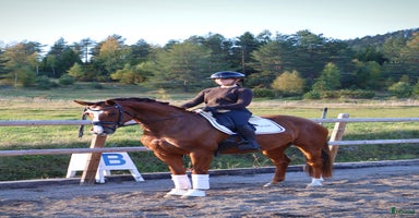  hästar i Vallsta - Annons 2