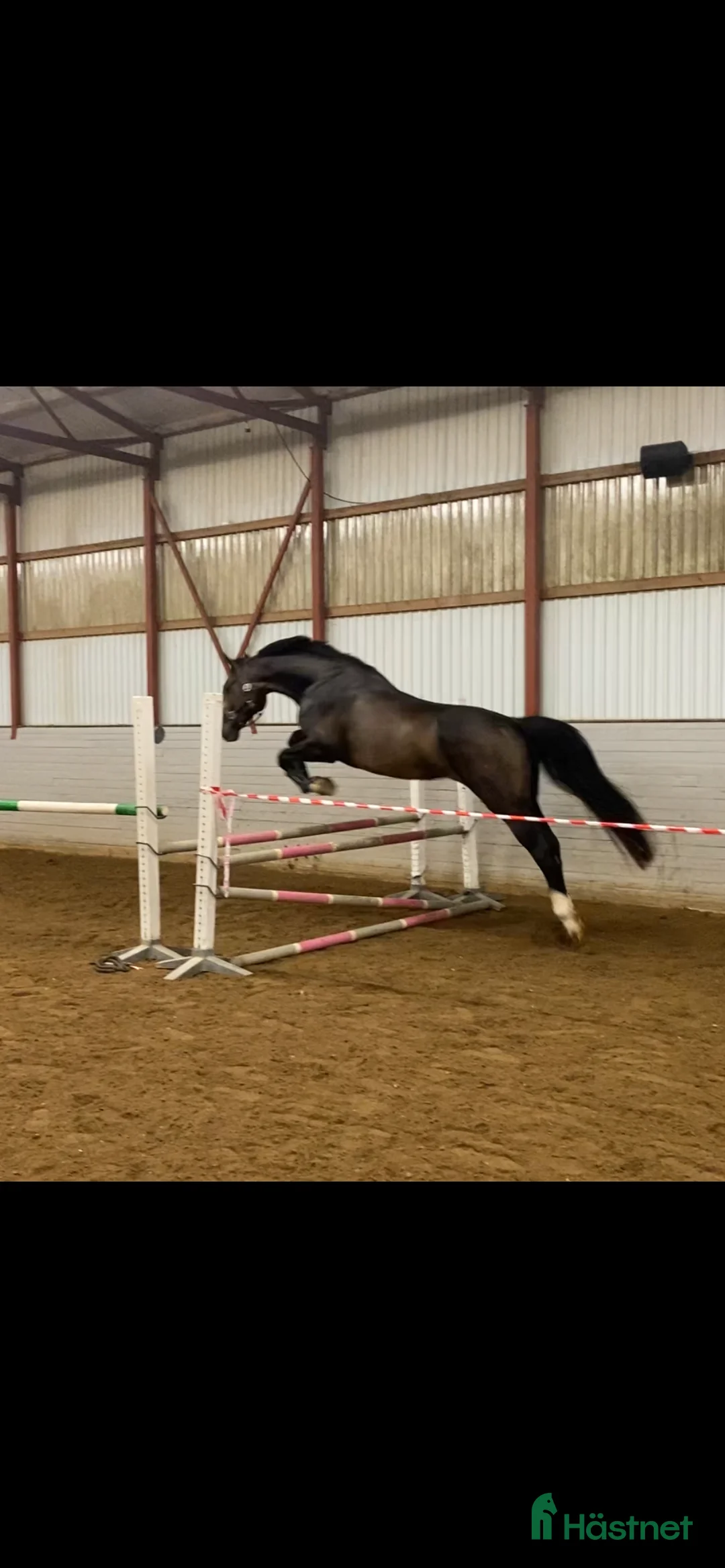 Allround hästar till salu: Lovande unghäst i Ålberga - Annons 1