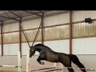 hästar Lovande unghäst i Ålberga - Annons 6