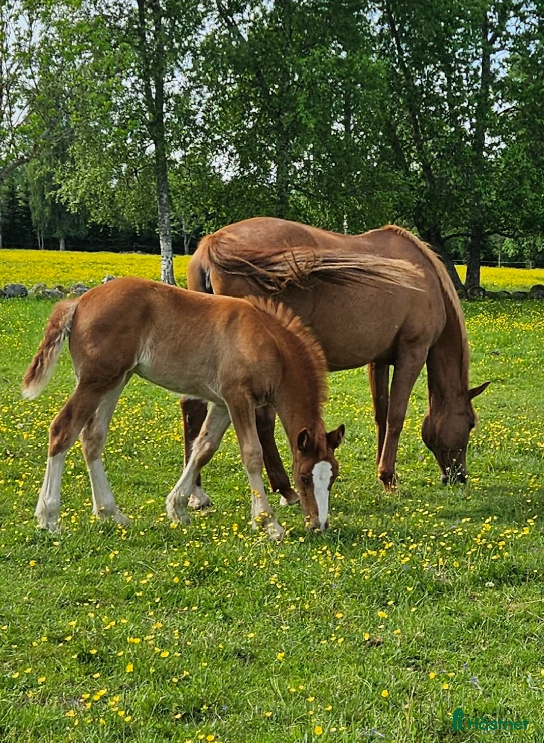 Allround hästar till salu: Superfina Cassandra irishcob/vbl - Annons 2