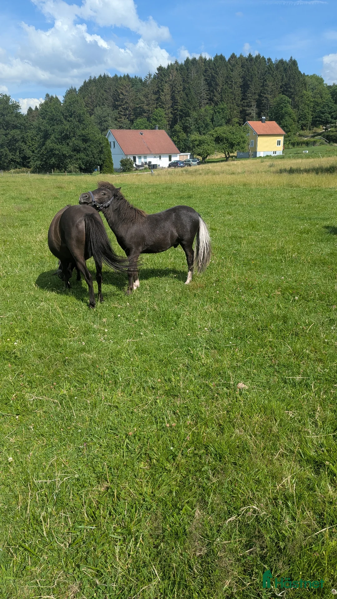 Allround hästar till salu: Amerikansk Miniatyr  - Annons 4