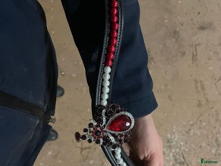 Träns hästutrustning till salu: Fint rött pannband i Västerås - Annons 1