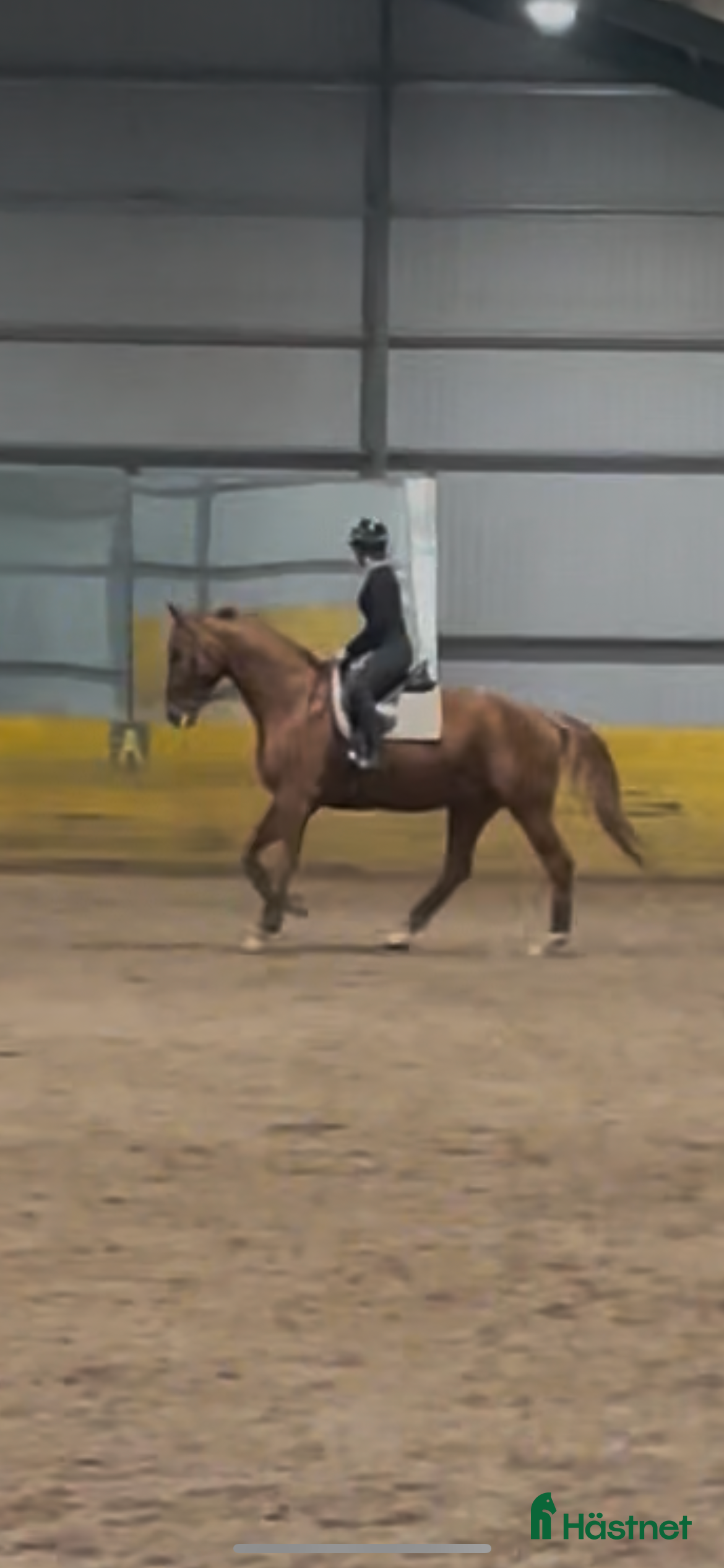  medryttarhäst sökes: SÖKER MEDRYTTARHÄST I LINDOME      - Annons 1