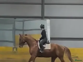 medryttarhäst sökes: SÖKER MEDRYTTARHÄST I LINDOME - Annons 1