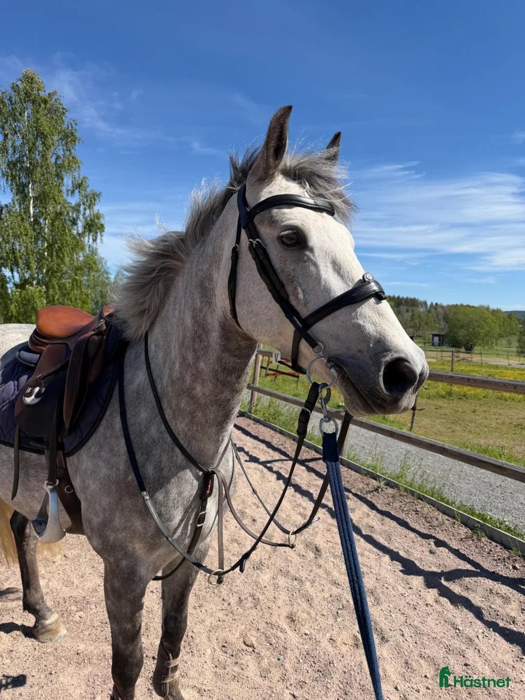 Hoppning hästar till salu: Tävlingsponny  - Annons 2
