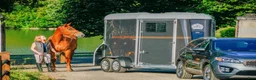 Hästtransporter  fordon & transport till salu: Fautras Promax- AidSystem och två sadelskåp - Annons 31