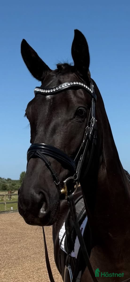  hästar Smuk sort stjerne  - Annons 1