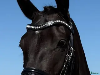 hästar Smuk sort stjerne - Annons 2