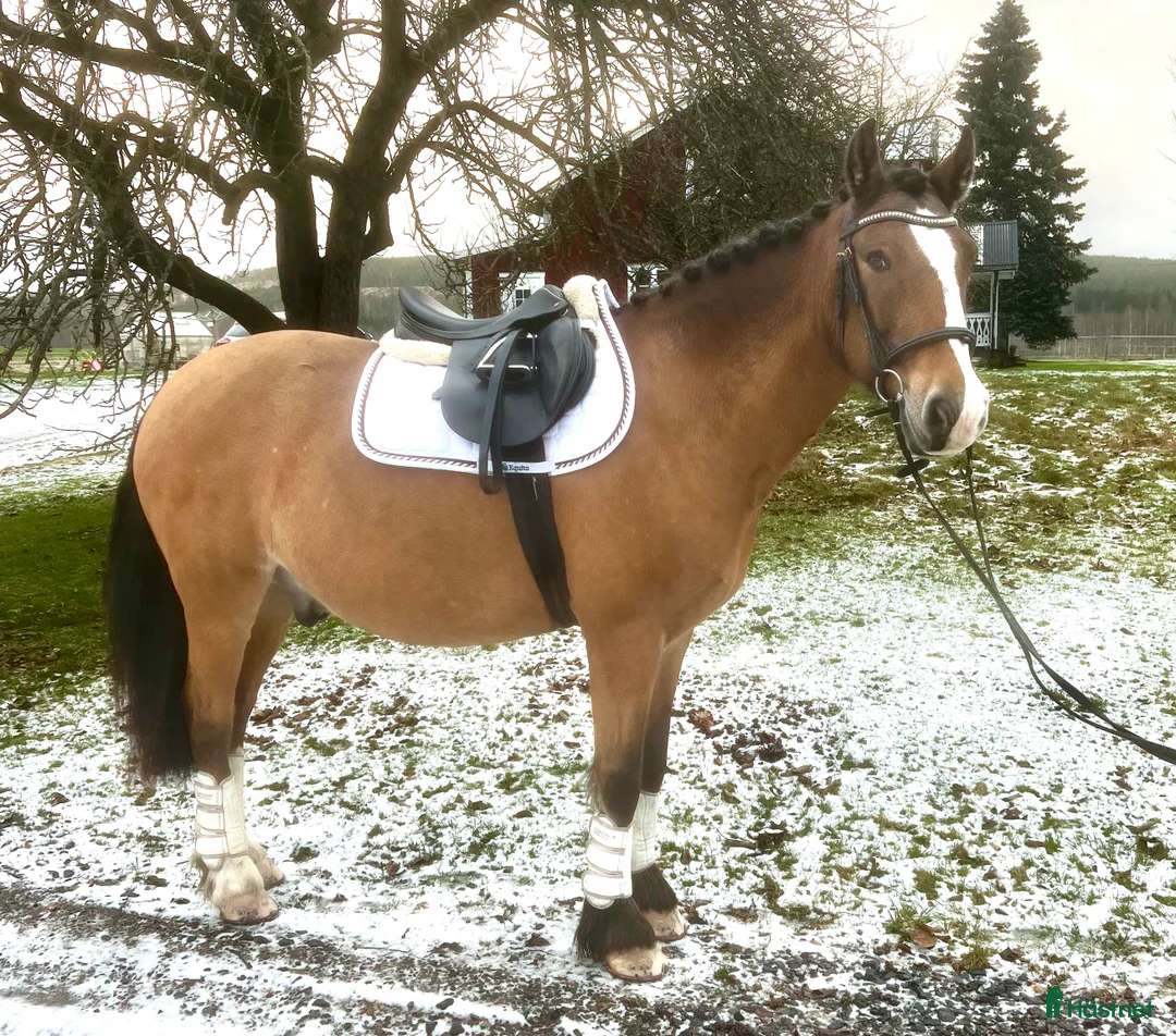 Allround hästar till salu: Fantastisk valack och bästa vän!  i Rottneros - Annons 4