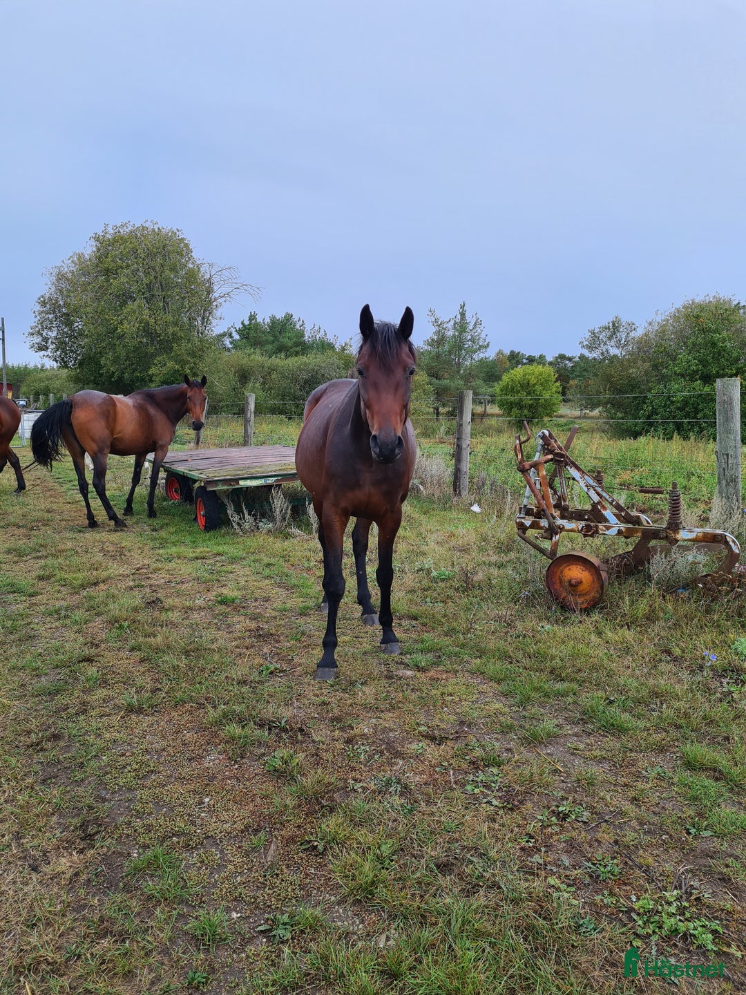 Trav hästar till salu: För trav/monte eller avel eller ridhäst i Havdhem - Annons 9