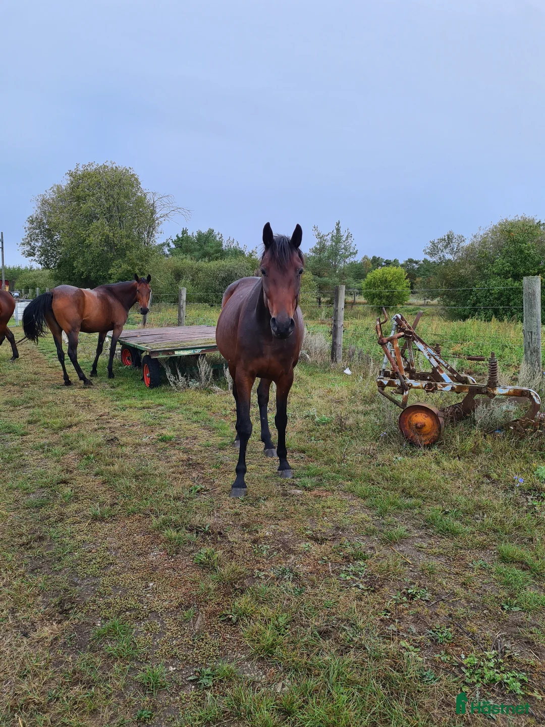 Trav hästar till salu: För trav/monte eller avel eller ridhäst i Havdhem - Annons 9