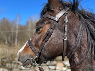 hästar Welsh cob sto med vackert påbrå, Gwen! i Jonsered - Annons 9