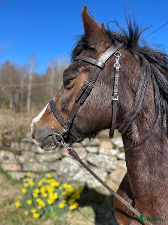hästar Welsh cob sto med vackert påbrå, Gwen! i Jonsered - Annons 8