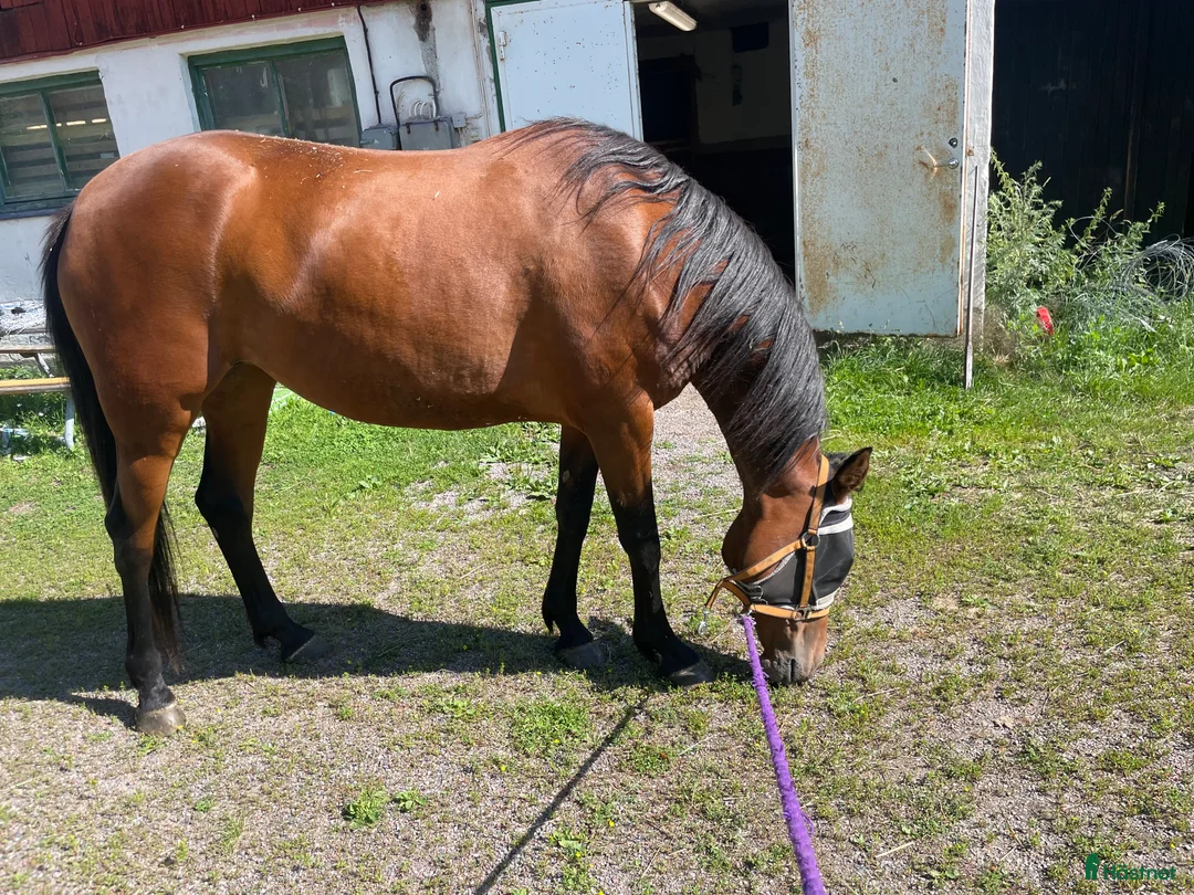 Allround hästar till salu: Dräktigt sto - Annons 2