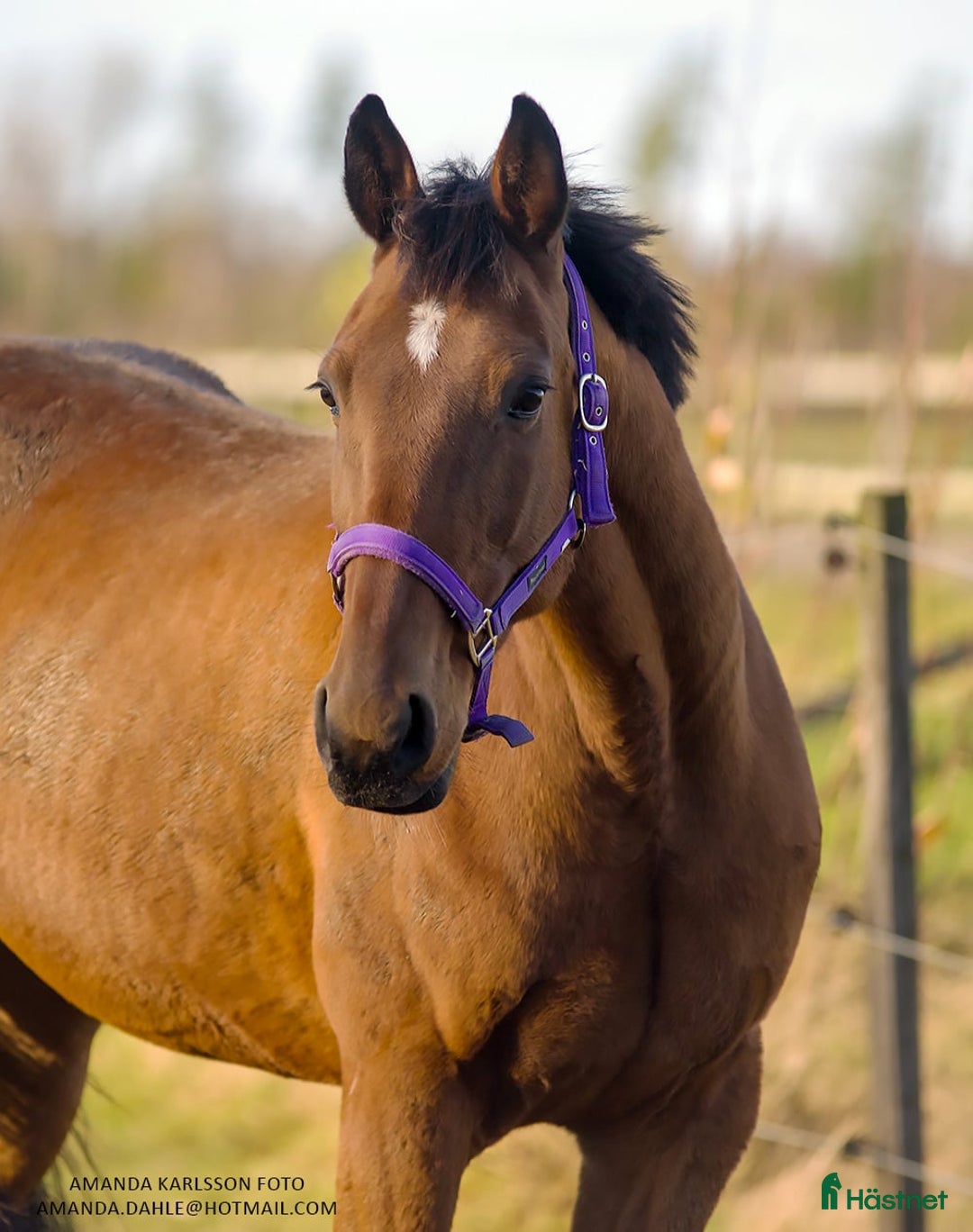 Allround hästar till salu: ✨️Kalle✨️ i Frändefors - Annons 6