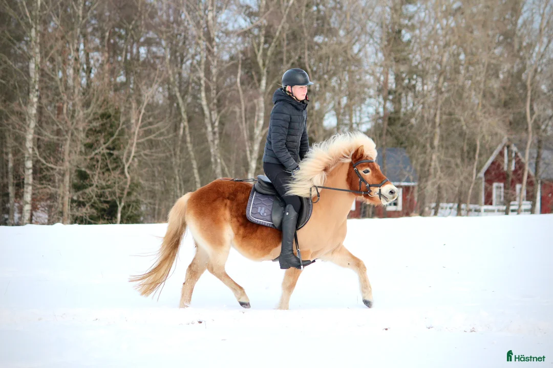 Allround hästar till salu: Allgunnens Grace i Markaryd - Annons 3