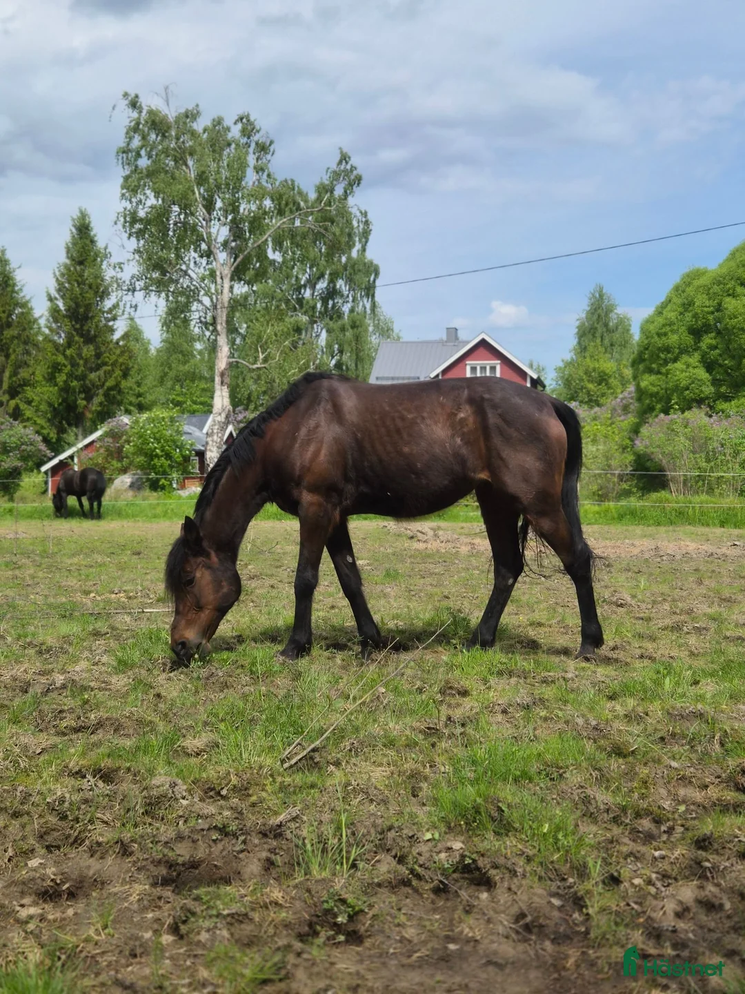 Allround hästar till salu: Två fantastiska ston. - Annons 4
