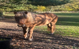 Allround hästar till salu: Häst för hela familjen i Kristianstad - Annons 1