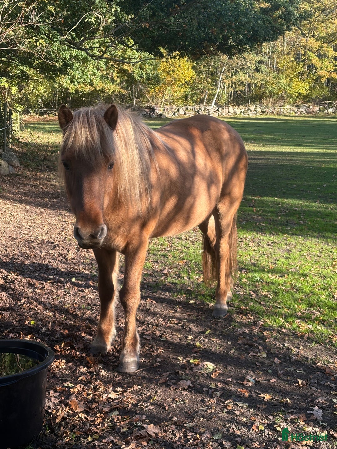 Allround hästar till salu: Häst för hela familjen i Kristianstad - Annons 1