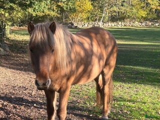 Allround hästar till salu: Häst för hela familjen i Kristianstad - Annons 1