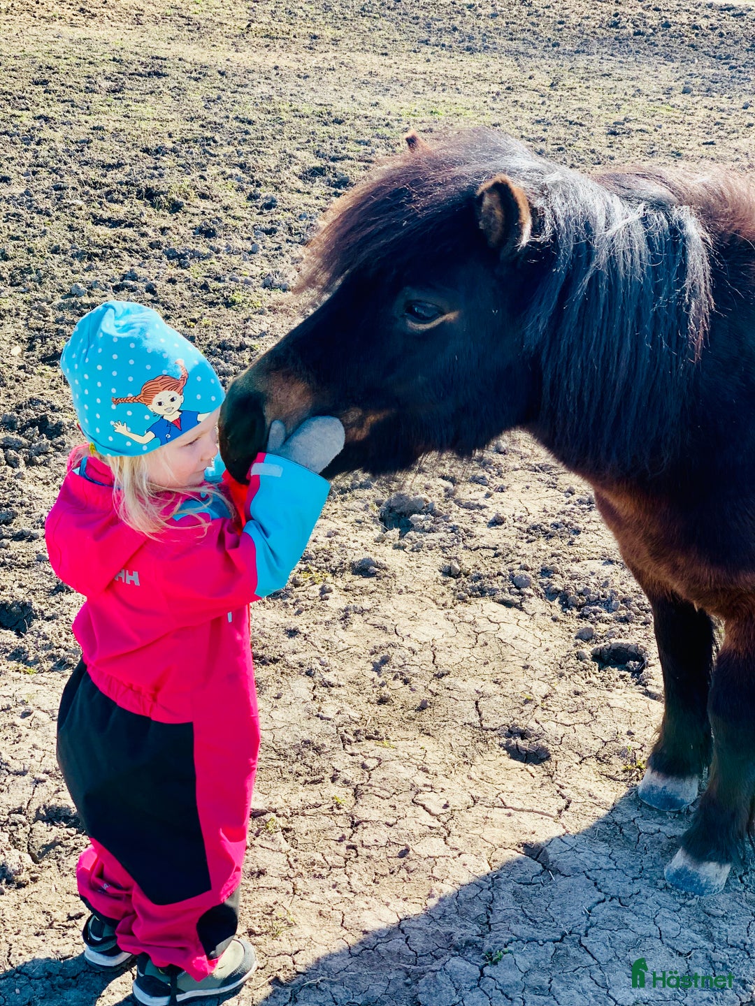 Allround hästar till salu: 2 fina barnvänliga ston i Kolbäck - Annons 14