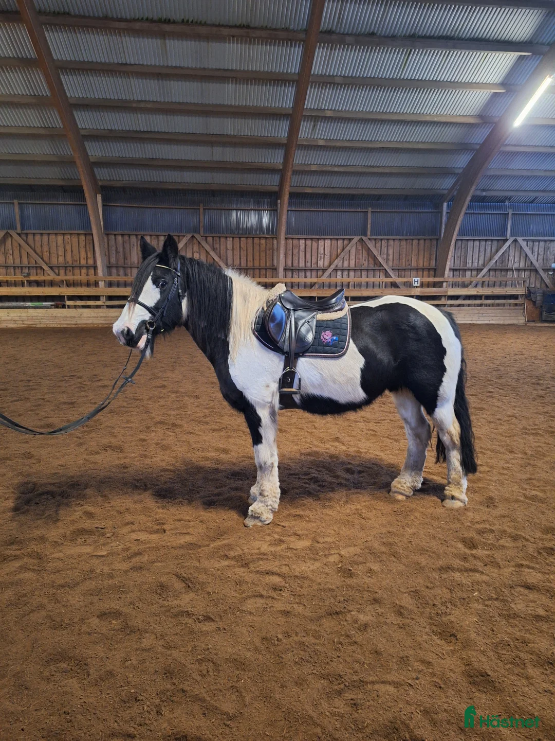 Allround hästar till salu: *Reserverad* Underbar mor och dotter häst  - Annons 2