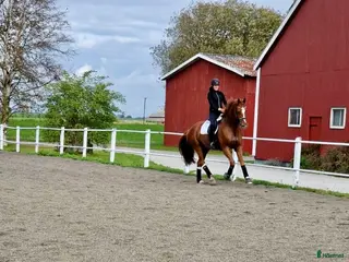 hästar Trevlig valack med mycket utstrålning - Annons 22