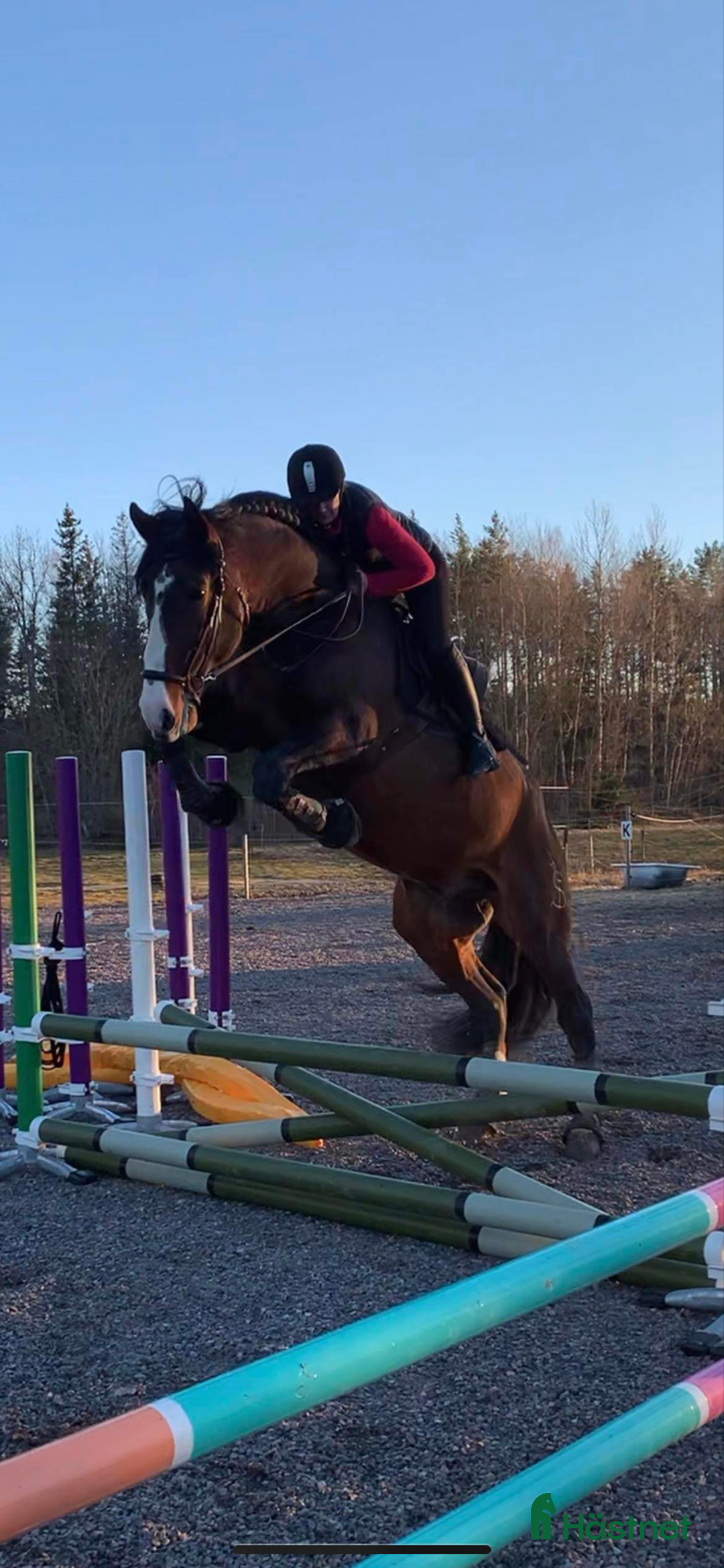 Distans hästar till salu: Min drömhäst är tillsalu  i Vretstorp - Annons 6