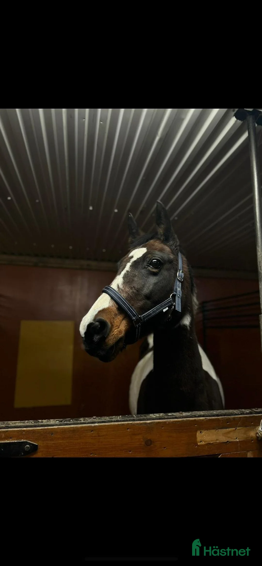 Sällskap hästar till salu: Sällskaps-/promenad-/projektponny - Annons 5