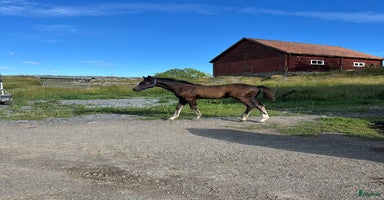  hästar i Uppsala - Annons 2