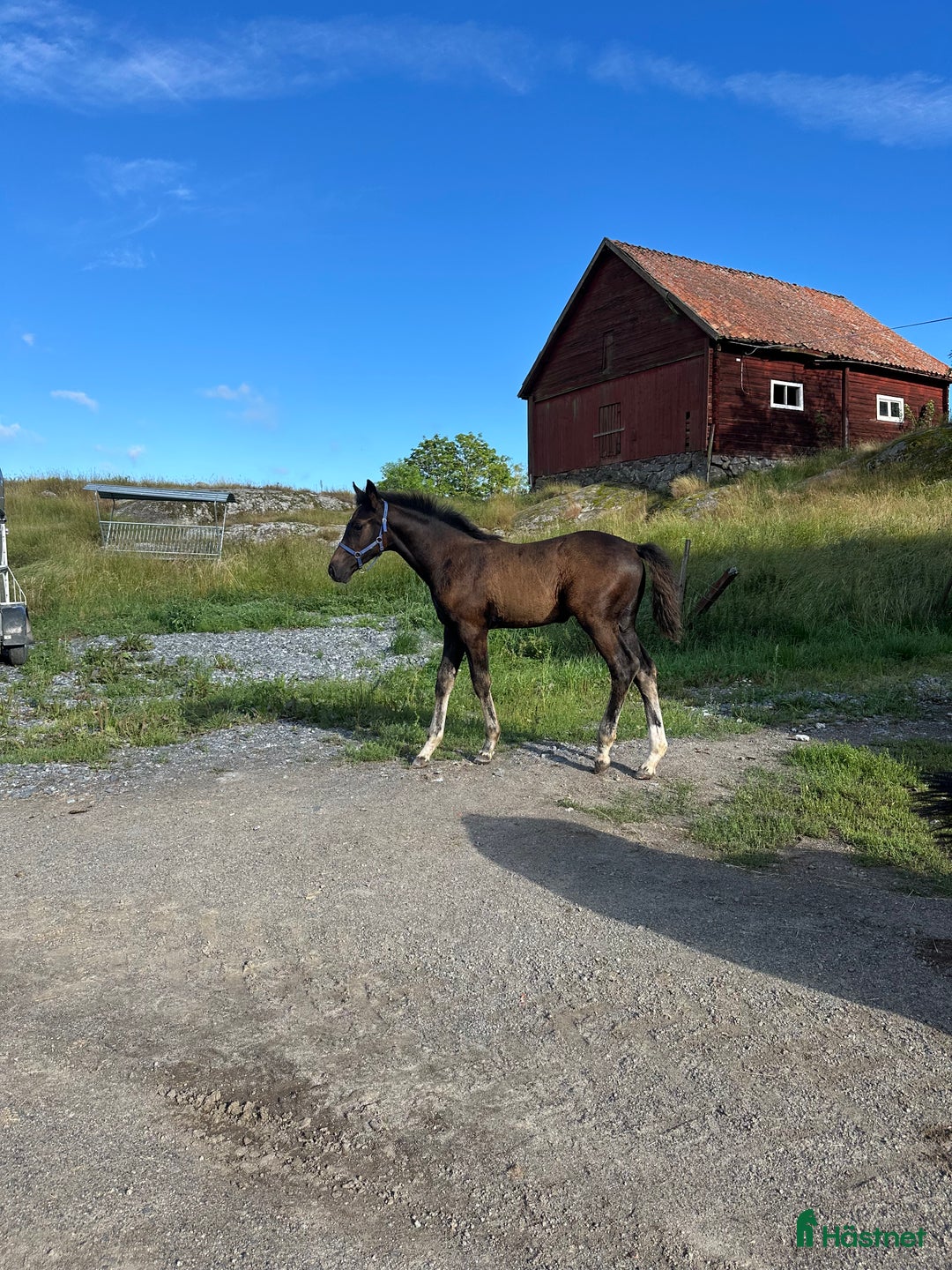 Dressyr hästar till salu: Hingstföl e Skyline to B i Uppsala - Annons 2