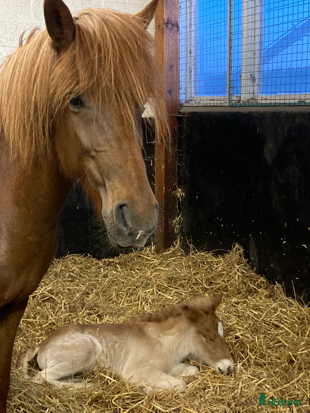 Island hästar till salu: Stort avelssto efter Viktor fra Diisa i Tjällmo - Annons 1