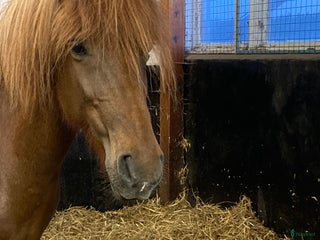hästar Stort avelssto efter Viktor fra Diisa i Tjällmo - Annons 22