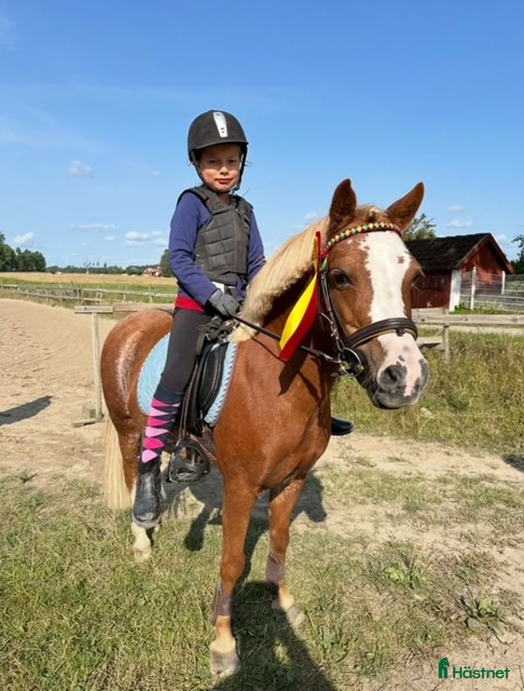 Allround hästar till salu: Tryggt welsh mountainsto i Nyköping - Annons 1