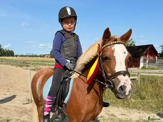 hästar Tryggt welsh mountainsto - Annons 5