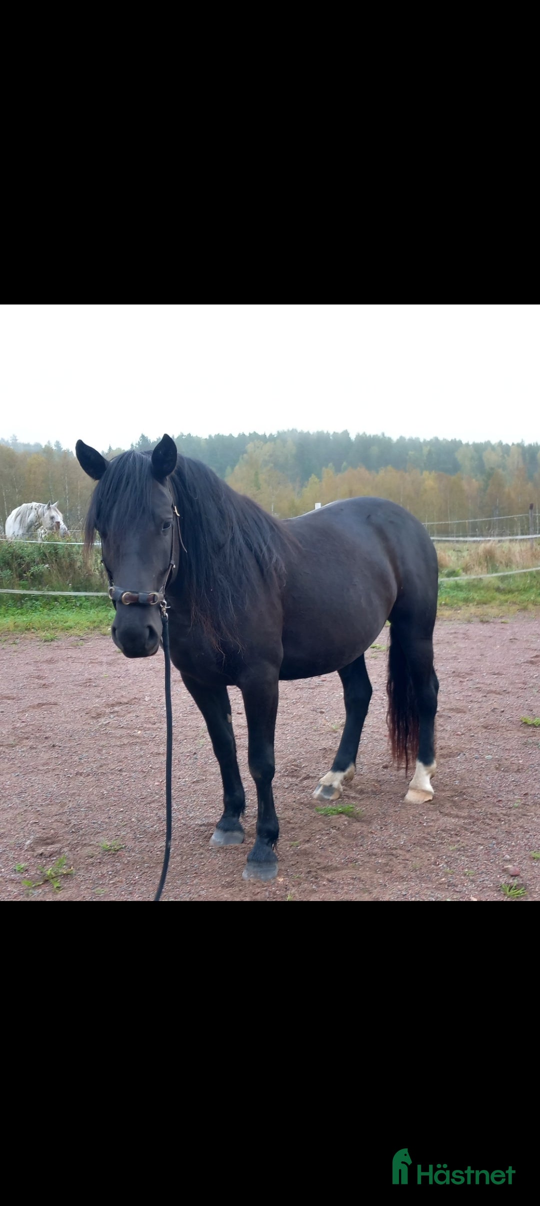  hästar Snyggt sto söker bästa kompis i Falun - Annons 16
