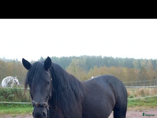 Allround hästar till salu: Snyggt sto söker bästa kompis i Falun - Annons 1